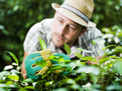 Issue investigation for a North Kensington garden maintenance service
