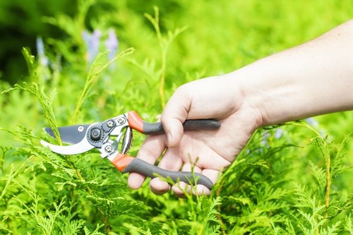 Tree surgery equipment and services for properties in North Kensington