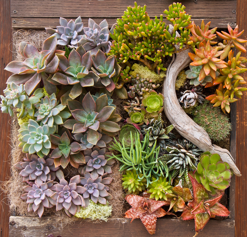 Garden yard